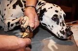 GRIFFES - DALMATIEN 041